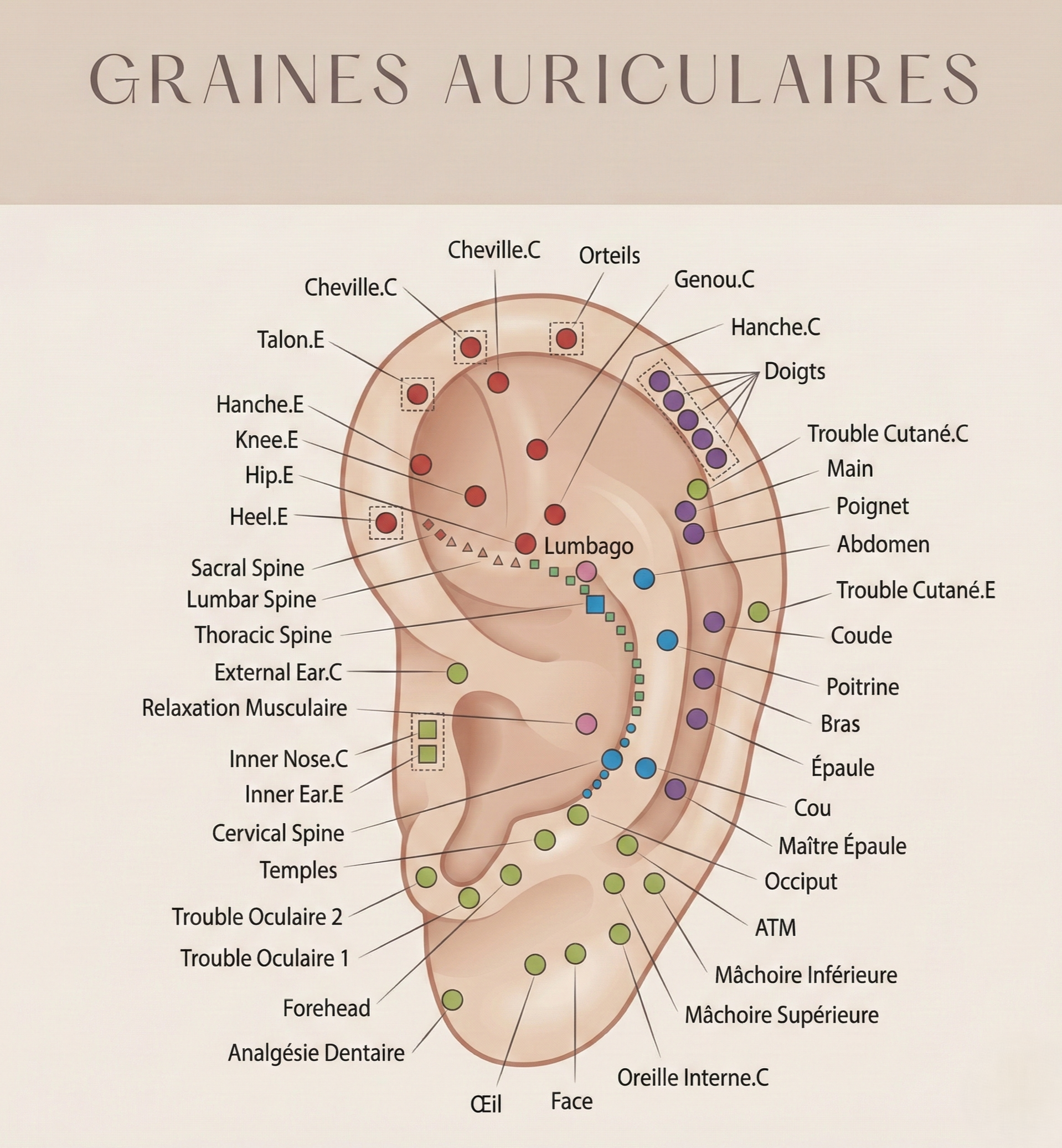 ear-seeds-graines-auriculaires-carto.jpg ear seeds graines auriculaires carto.jpg