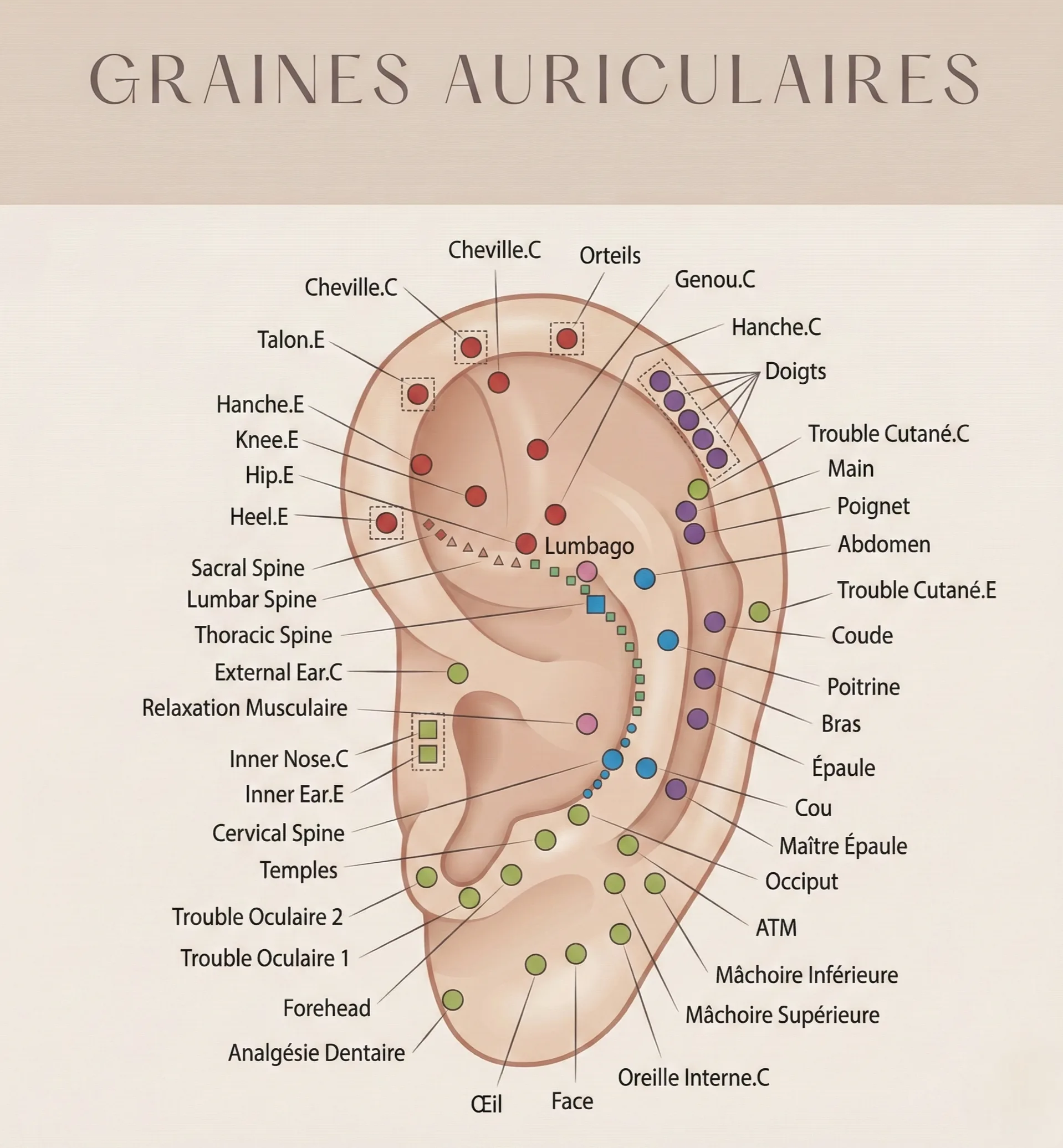 Schéma détaillé de la cartographie des points de réflexologie auriculaire (lumbago, colonne, organes)