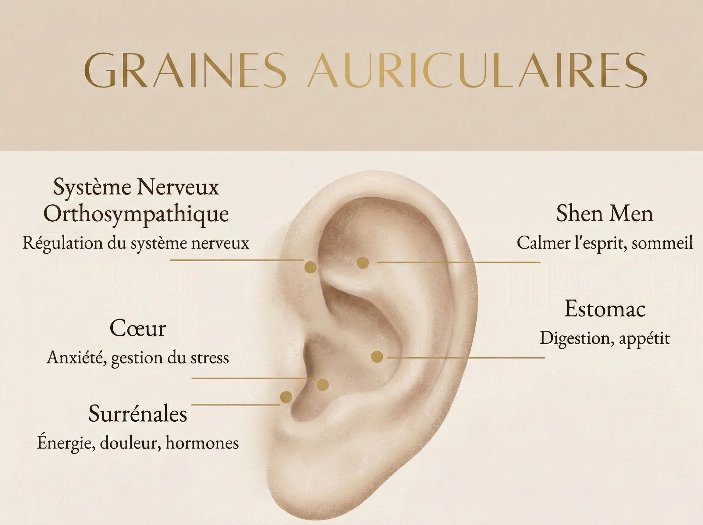 Schéma de 5 points d'auriculothérapie clés : Shen Men, Cœur, Estomac, Surrénales et Système Nerveux